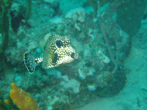 Curious trunkfish.