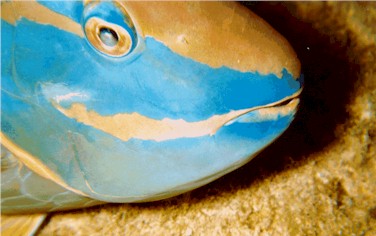 cymn9402.jpg (28725 bytes)