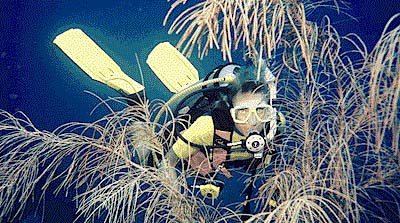 5ann9503.jpg (47688 bytes)