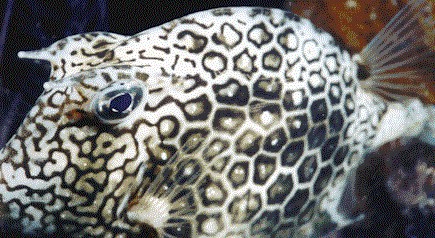 x9605.jpg (62497 bytes)