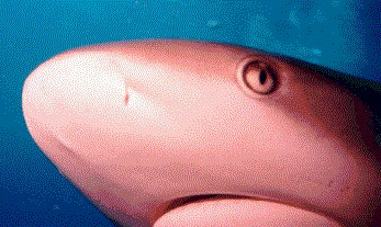 x9606.jpg (33689 bytes)