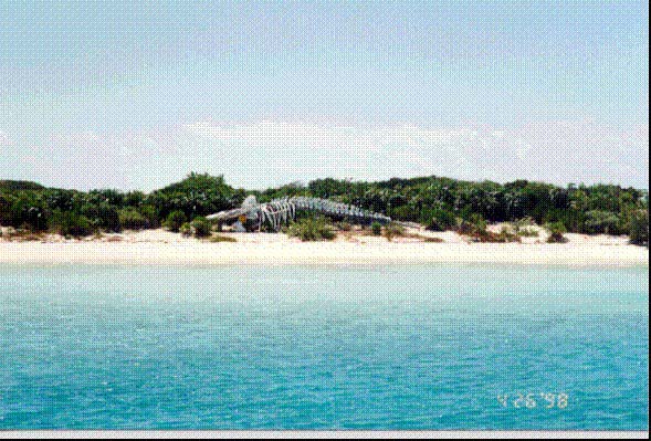 whalebones.jpg (81069 bytes)