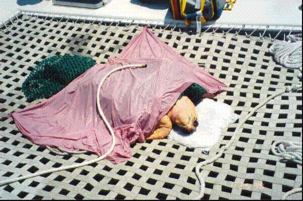 turtle1.jpg (100748 bytes)