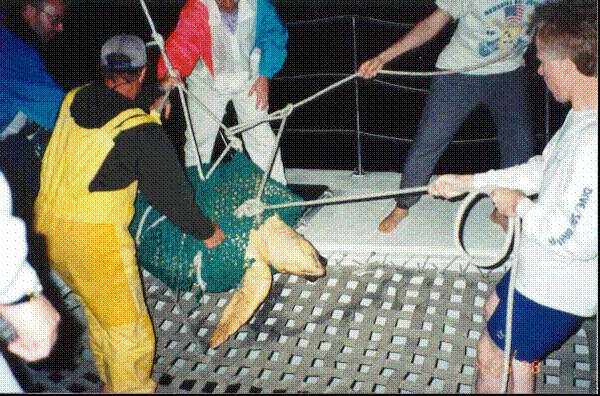 turtle3.jpg (92071 bytes)