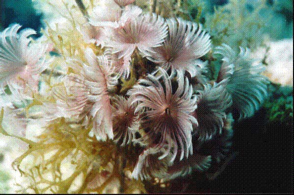 featherduster.jpg (89476 bytes)