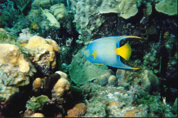 queenangel.jpg (94560 bytes)