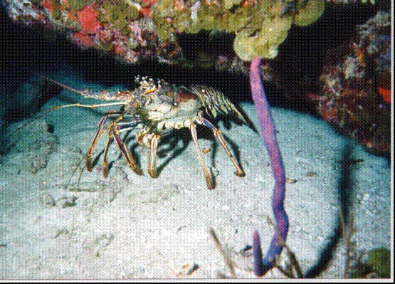 lobster1.jpg (89294 bytes)