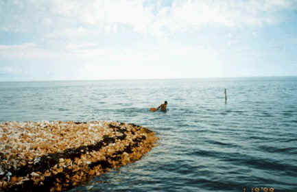 Native retrieving fresh Conch