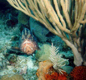 gdc9911.jpg (31683 bytes)