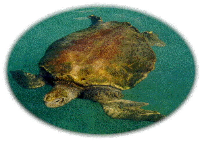 gdc9916.gif (115757 bytes)