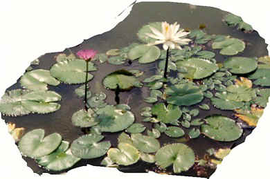 gdc31.jpg (37256 bytes)