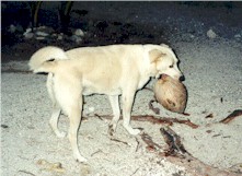 Lappy and his island toy.