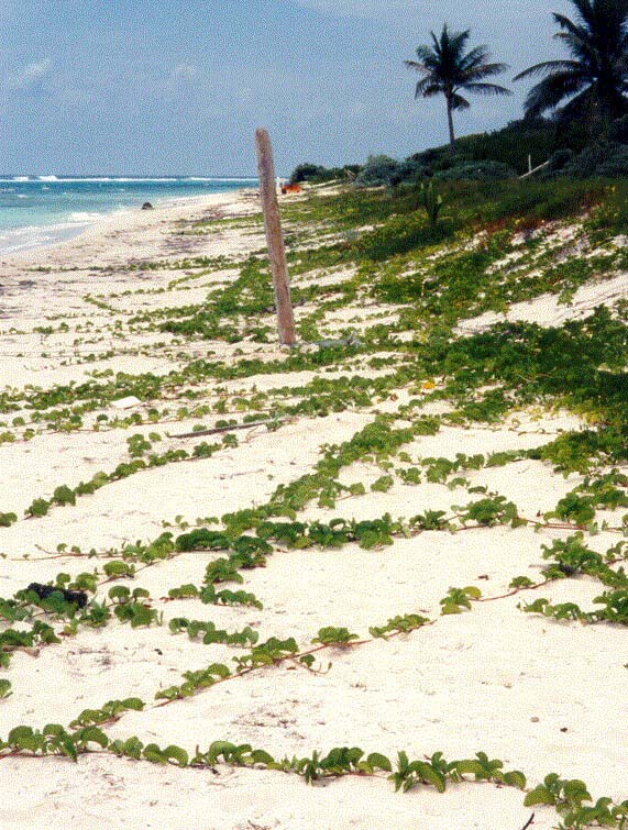 lc201.jpg (138698 bytes)